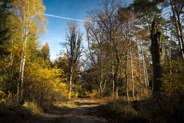 An old tree stump left in the forest serves as a natural refuge for many species of organisms, such as insects, fungi, as well as birds and other animals.
