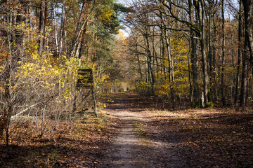 Observation tower on a forest road, autumn.
