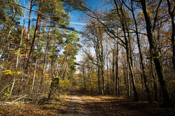 Observation tower on a forest road, autumn.
