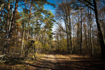 Observation tower on a forest road, autumn.
