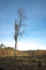 A lonely tree in a forest clearing.

