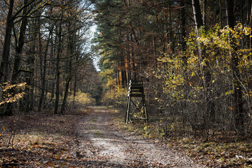 Observation tower on a forest road, autumn.

