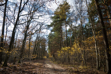 A forest road in autumn. The trees are shedding their leaves. Perfect weather for an autumn walk in the woods.
