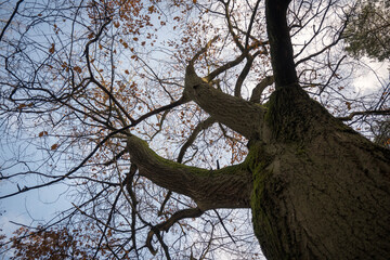 Natural monument, large tree in the forest, autumn.
