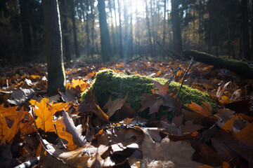 An old tree stump left in the forest serves as a natural refuge for many species of organisms, such as insects, fungi, as well as birds and other animals.
