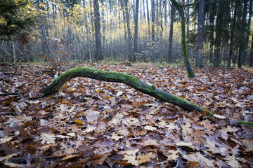 An old tree stump left in the forest serves as a natural refuge for many species of organisms, such as insects, fungi, as well as birds and other animals.
