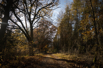 Natural monument, large tree in the forest, autumn.
