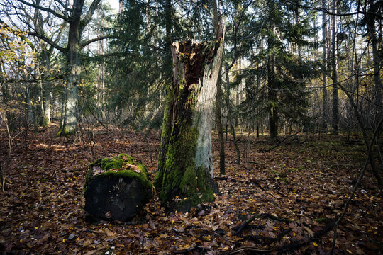 An old tree stump left in the forest serves as a natural refuge for many species of organisms, such as insects, fungi, as well as birds and other animals.
