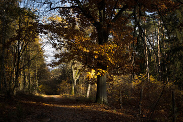 A forest road in autumn. The trees are shedding their leaves. Perfect weather for an autumn walk in the woods.
