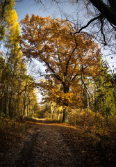 Natural monument, large tree in the forest, autumn.
