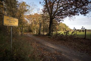 American Foulbrood Bee Infected Area, board in the forest.

