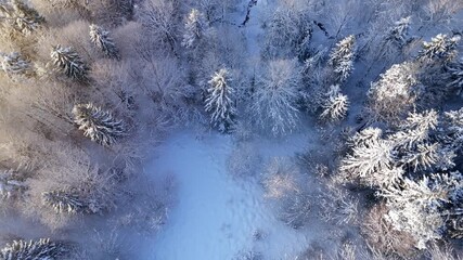 Top-down view of a forest covered with frost. Camera rising - Powered by Adobe