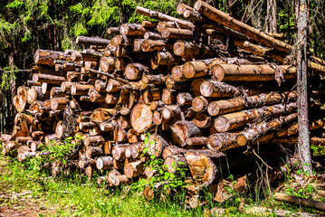 Sawn pine trunks lie on the grass