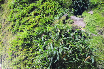 Fototapeta premium 木の幹に苔が生えている