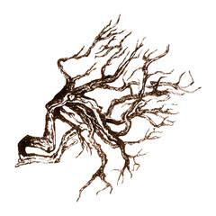 
Detailed brown ink sketch of twisted tree roots. Abstract brown ink illustration of a tree root system with organic twisting lines and detailed branching pattern on white background
