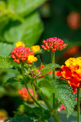 Vertical close-up focusing on pinkish floral buds of Lantana camara. Stems and rough green foliage highlighted. Out-of-focus orange flower in background.