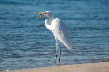 Egret Eating Fish