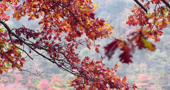 Foliage on Lake Ghirla in the Ganna Valley