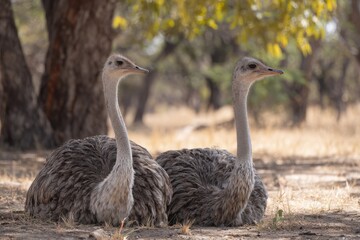 A close-up of two Ostriches resting peacefully on the African savanna ground with trees, their elegant necks and plumage in sharp focus.