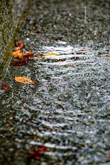 鎌倉251022　本覚寺8　秋雨の風景
