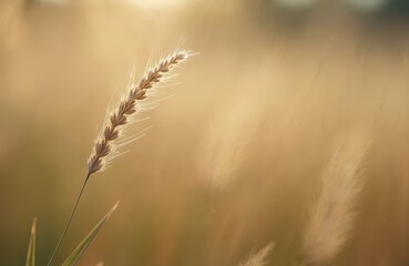 Close up photo of italian ryegrass with detailed focus. Golden hour light shines through the plant. Creamy bokeh background creates a soft dreamy mood.
