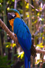 A bright, colorful blue and yellow macaw is an exotic tropical bird with a yellow chest, blue wings, and a strong beak