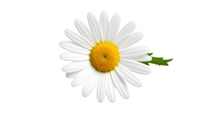Isolated daisy, white petals radiating around a yellow center, leaf, on a pure black background