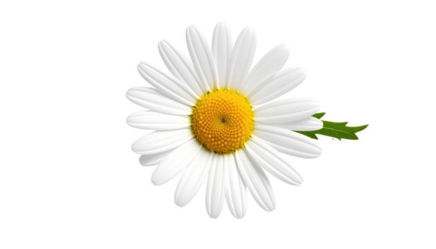 Isolated daisy, white petals radiating around a yellow center, leaf, on a pure black background