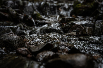 Stream flowing over wet stones in forest