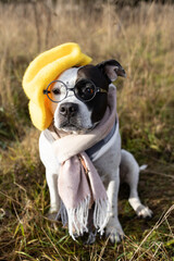 An American Amstaff in a yellow beret and a checkered scarf sits on the grass surrounded by autumn foliage.
