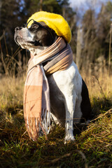 An American Amstaff in a yellow beret and a checkered scarf sits on the grass surrounded by autumn foliage.