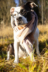 An American Amstaff in a yellow beret and a checkered scarf sits on the grass surrounded by autumn foliage.