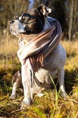 An American Amstaff in a yellow beret and a checkered scarf sits on the grass surrounded by autumn...