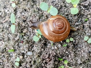 macro bush snail or Asian tramp snail (Bradybaena similaris)