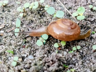macro bush snail or Asian tramp snail (Bradybaena similaris)