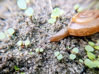 macro bush snail or Asian tramp snail (Bradybaena similaris)