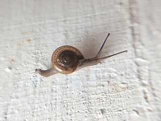 macro bush snail or Asian tramp snail (Bradybaena similaris)