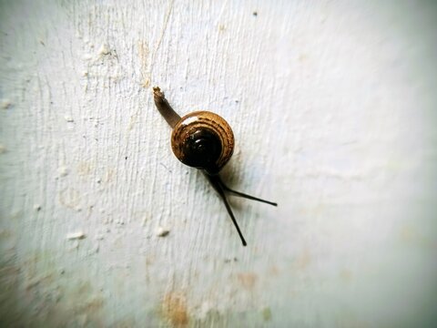 macro bush snail or Asian tramp snail (Bradybaena similaris)