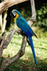 The colorful blue and yellow macaw, an exotic tropical bird of the Ara genus, is a beautiful parrot with a strong beak