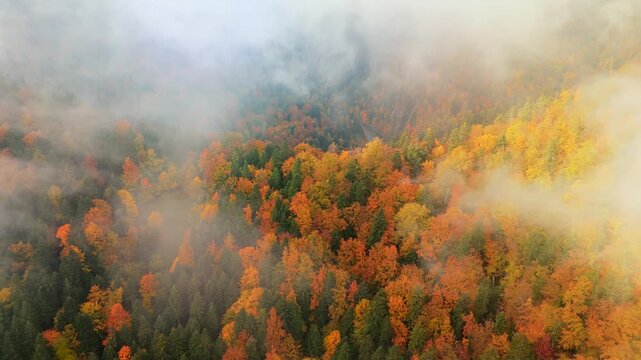 Gorgeous colourful autumn in the mountains. Pieniny, Poland