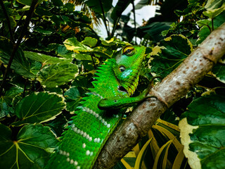 Bright Green Oriental Garden Lizard Resting on a Branch in Tropical Jungle