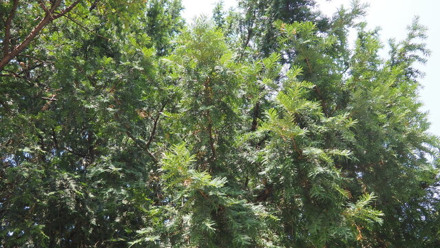 Taxus baccata is Old World species of evergreen tree in Taxaceae. It is tree originally known as yew or common European yew, English yew. The entire plant is poisonous, with the exception of the aril