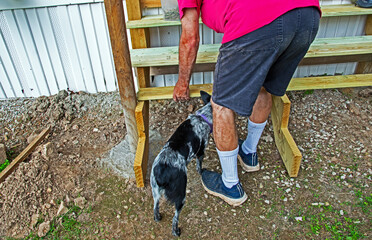 Dog helps with step construction
