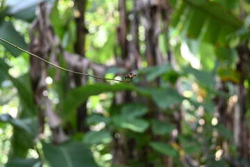 A tiny Hoverfly with red eyes and yellow color sits on the tip of a thin twig