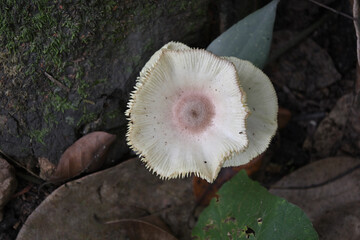A white cap mushroom growing on the ground in a wild area with an overhead view