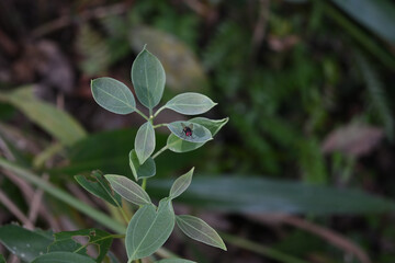 An Oriental Blue Fly is perched on top of a fresh leaf of a Shore Laurel plant