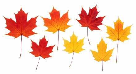 Fototapeta premium A vibrant collection of realistic autumn maple leaves in shades of red, orange, and yellow. Vector illustration