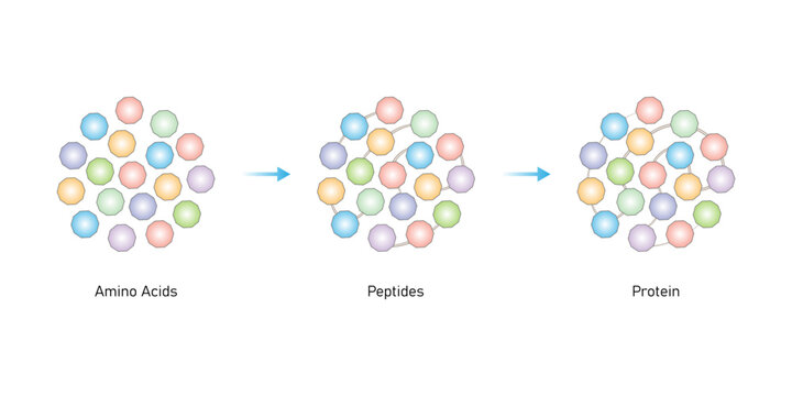 Protein Formation Science Design. Converting Amino Acids into Protein . Vector Illustration.