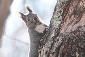 枝の間を跳ね回る冬毛のエゾリス