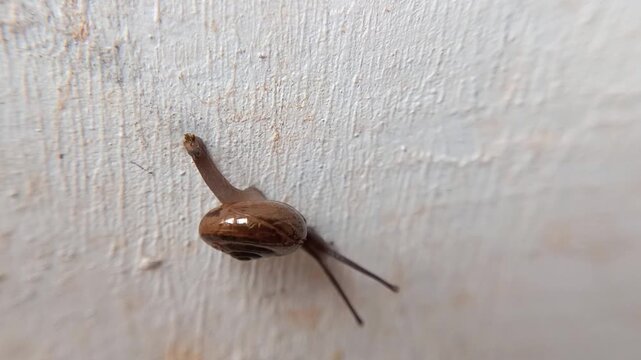 macro bush snail or Asian tramp snail (Bradybaena similaris)